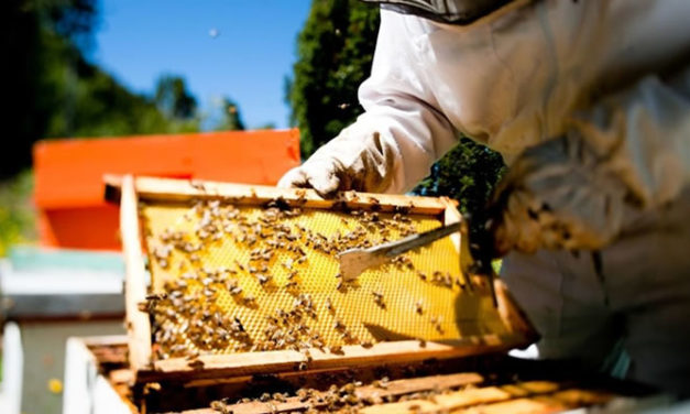 Produccion para el Bienestar integra a nuevos productores de miel de abeja y cacao en sus apoyos directos