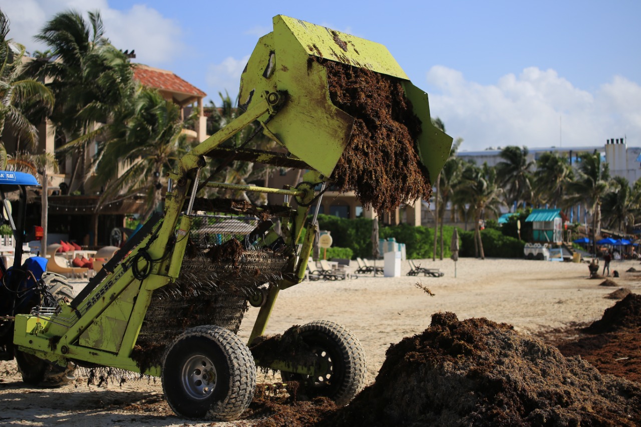 Gobierno de Solidaridad no da tregua al sargazo con limpieza permanente de playas