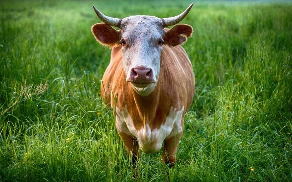 Revalida la Organizacion Mundial de Sanidad Animal el trabajo preventivo de Mexico contra la enfermedad de las vacas locas