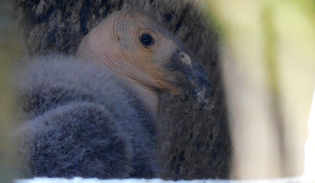 Nace decima cria de Condor de California en Zoologico de Chapultepec