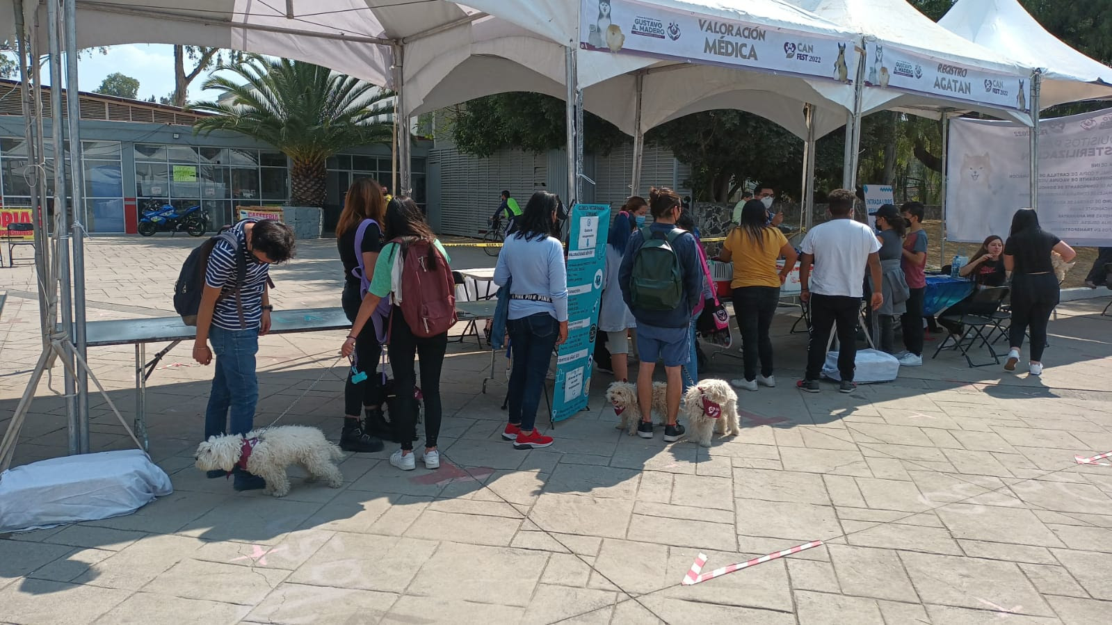 Realiza AGATAN esterilizaciones de perros y gatos en Can Fest 2022