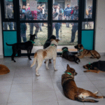 Piden llevar ante un juez investigación por maltrato animal en caso del Refugio Franciscano